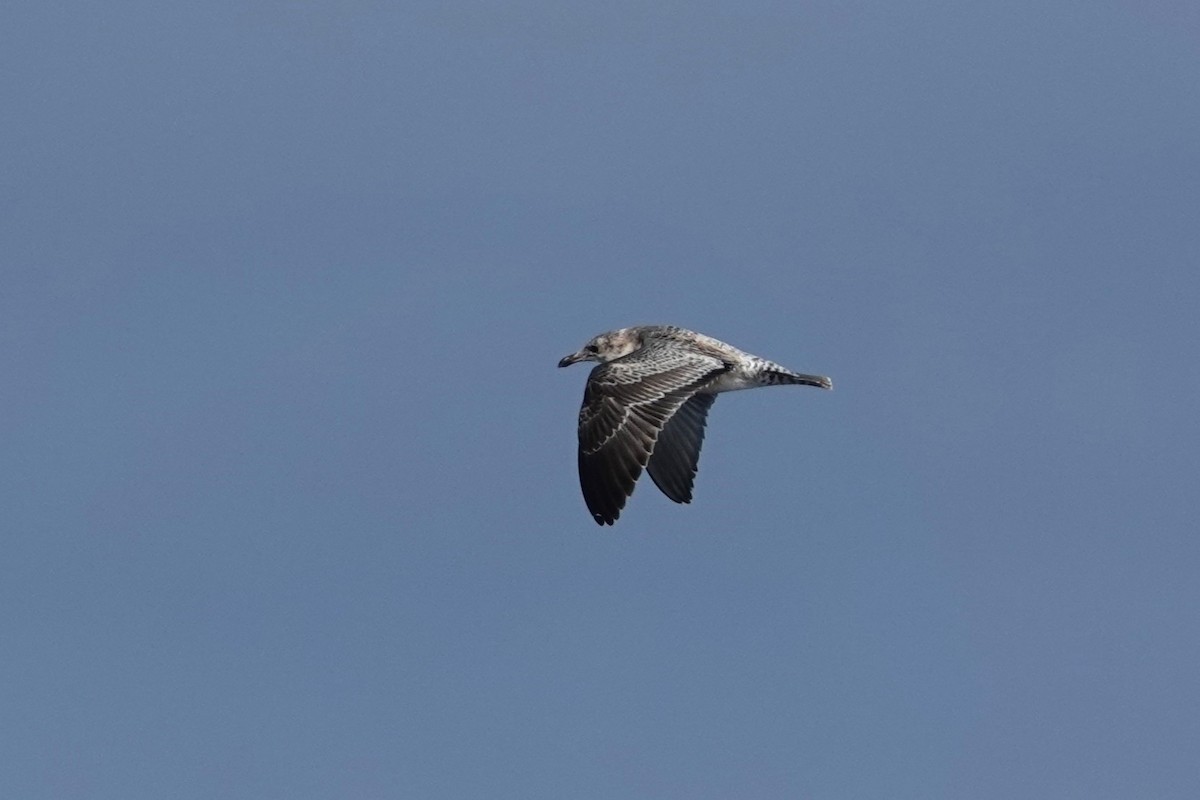 California Gull - ML642843069