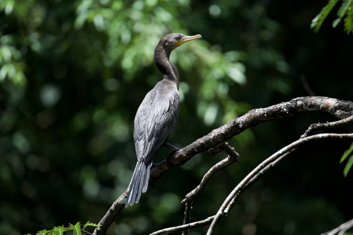 Neotropic Cormorant - ML642843070
