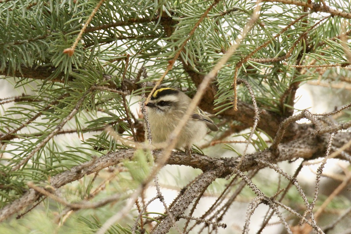 Golden-crowned Kinglet - ML642843071