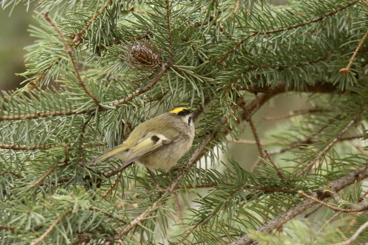 Golden-crowned Kinglet - ML642843072
