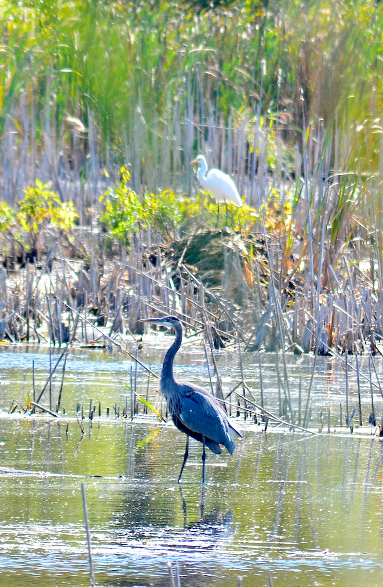 Great Blue Heron - ML642843074