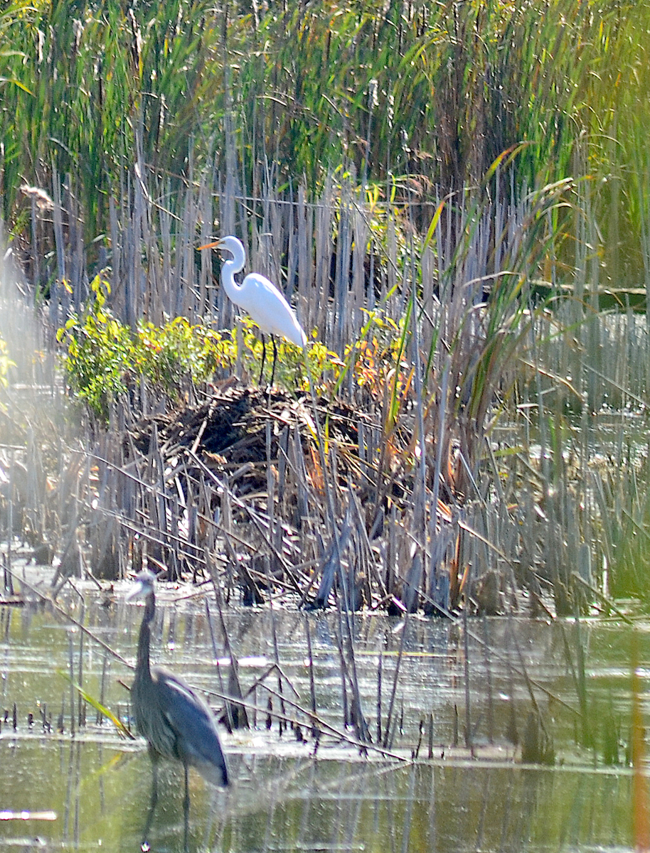 Great Blue Heron - ML642843075