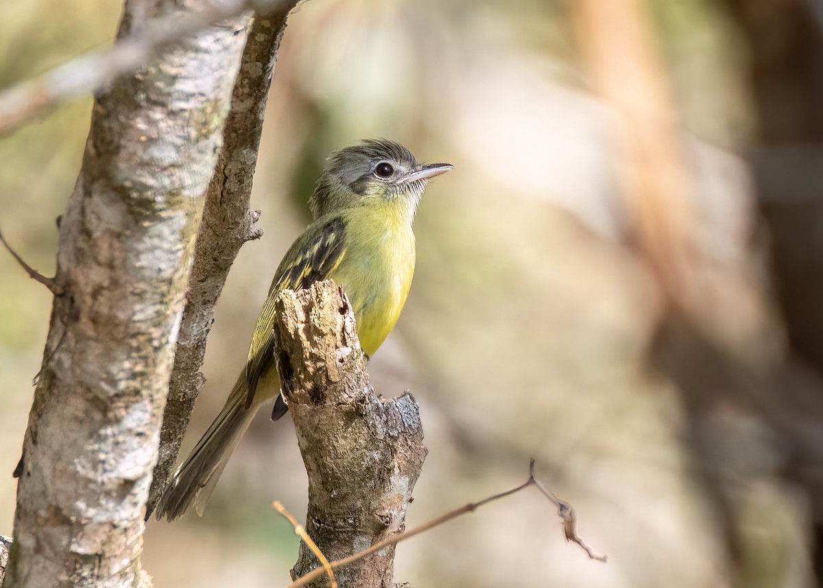 Yellow-olive Flatbill (Sooretama) - ML642843077