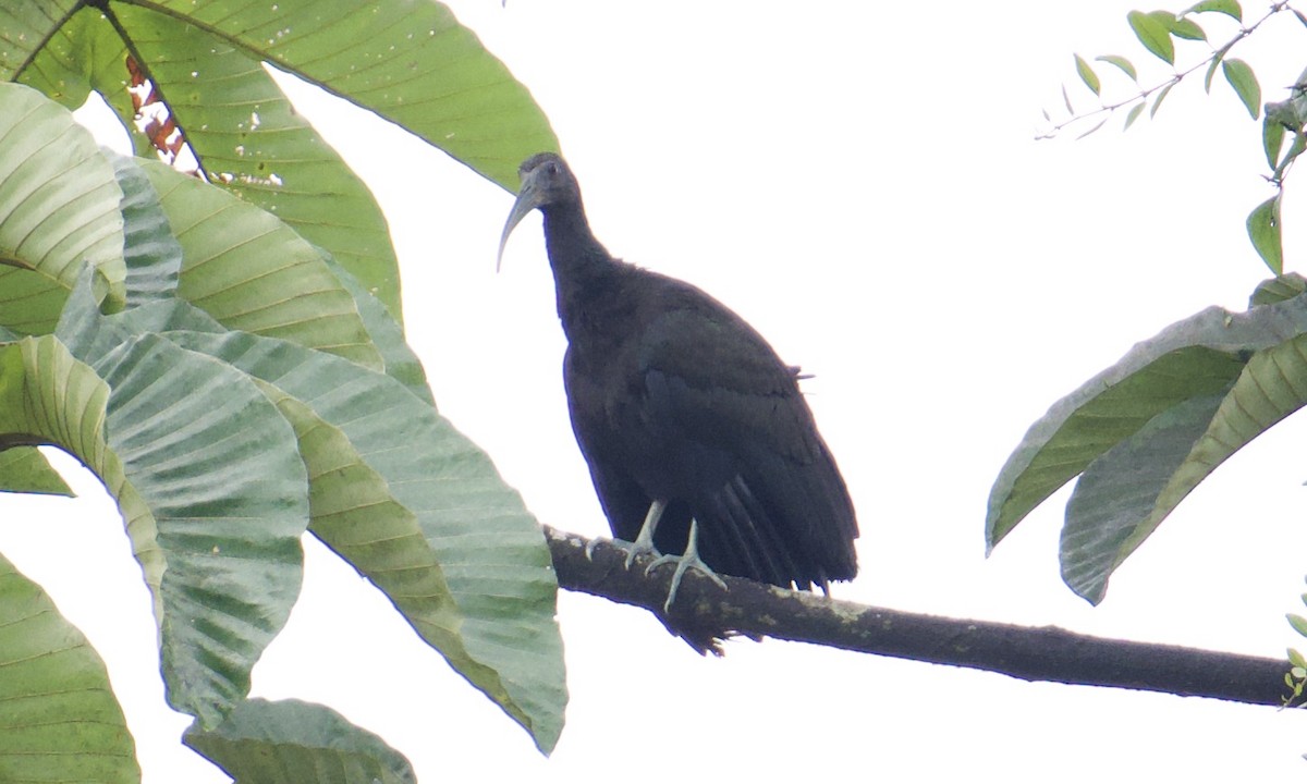 Green Ibis - ML642843078