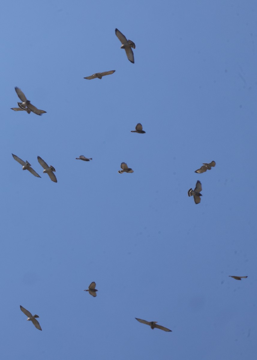 Broad-winged Hawk - ML642843082