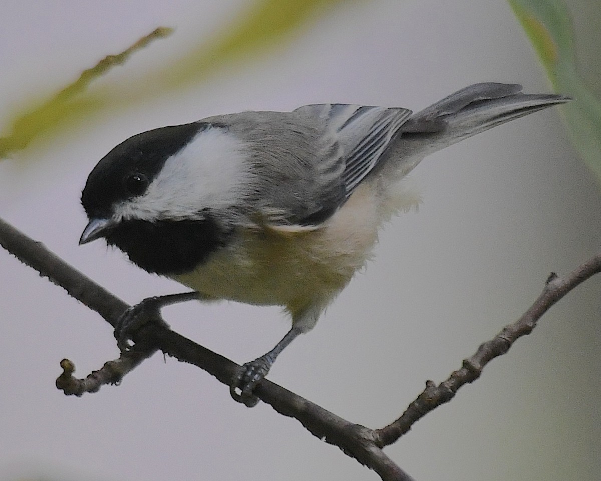 Carolinameise - ML642843085
