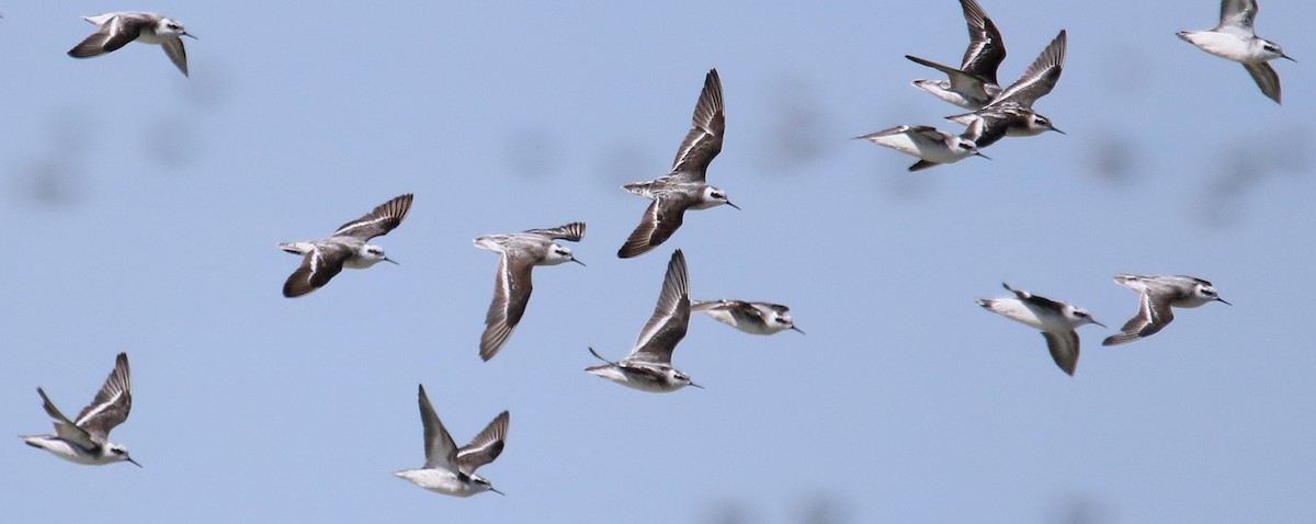 Red-necked Phalarope - ML642843088