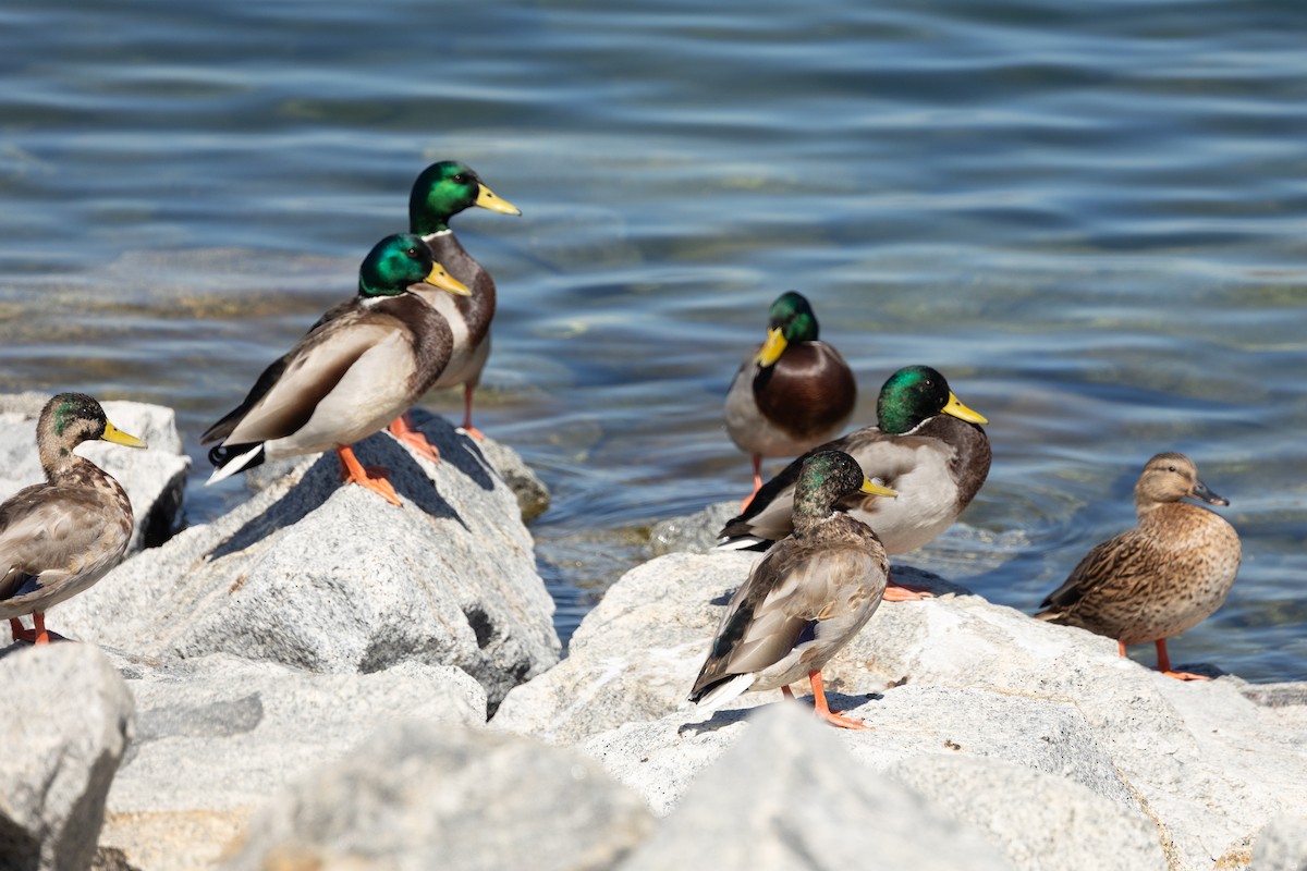 Canard colvert - ML642843096