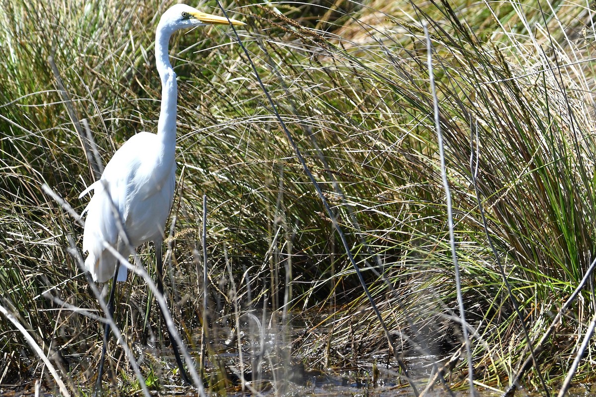 egretthegre - ML642843098
