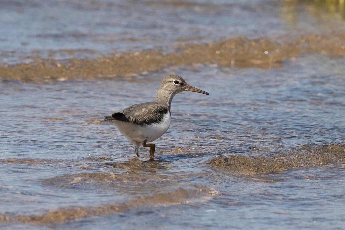 flekksnipe - ML642843100