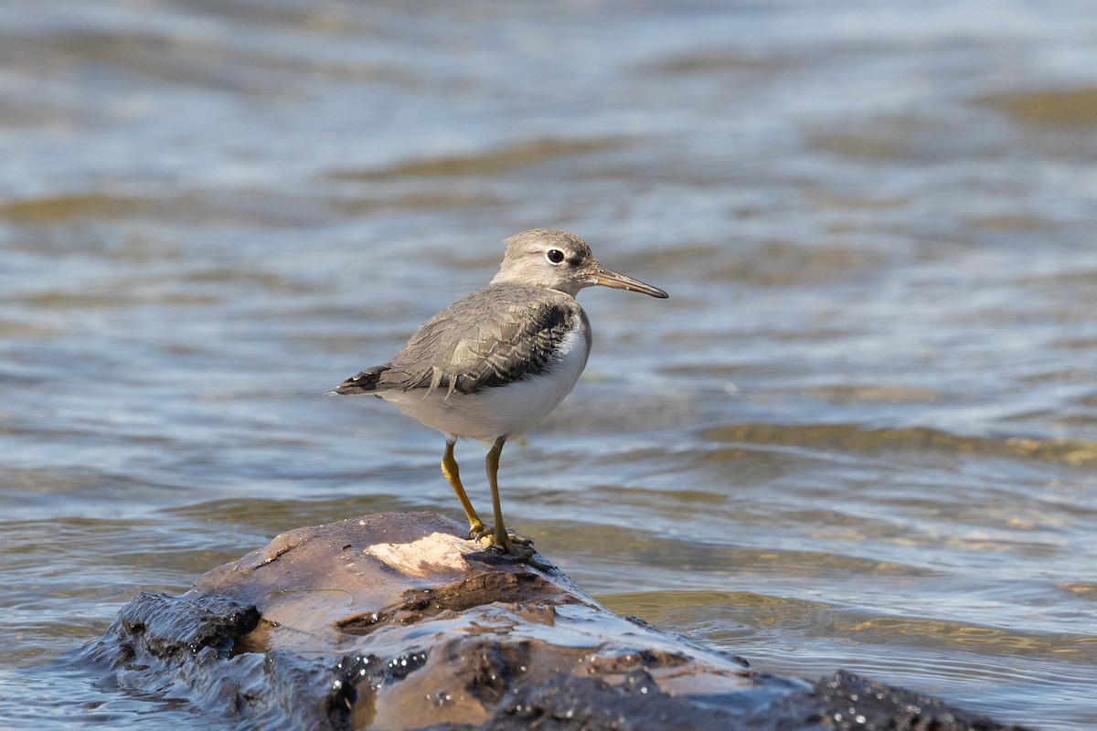 Spotted Sandpiper - ML642843101