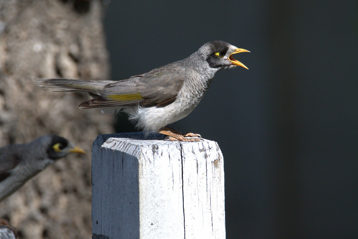 Noisy Miner - ML642843103