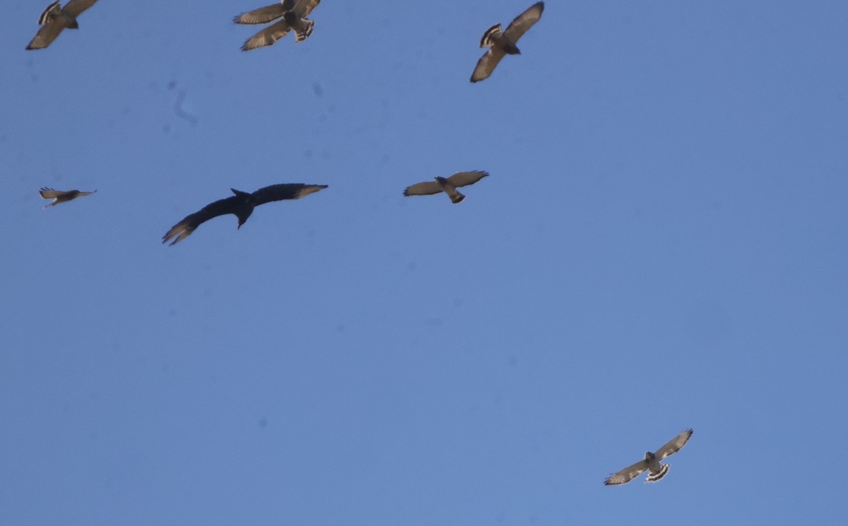 Broad-winged Hawk - ML642843104