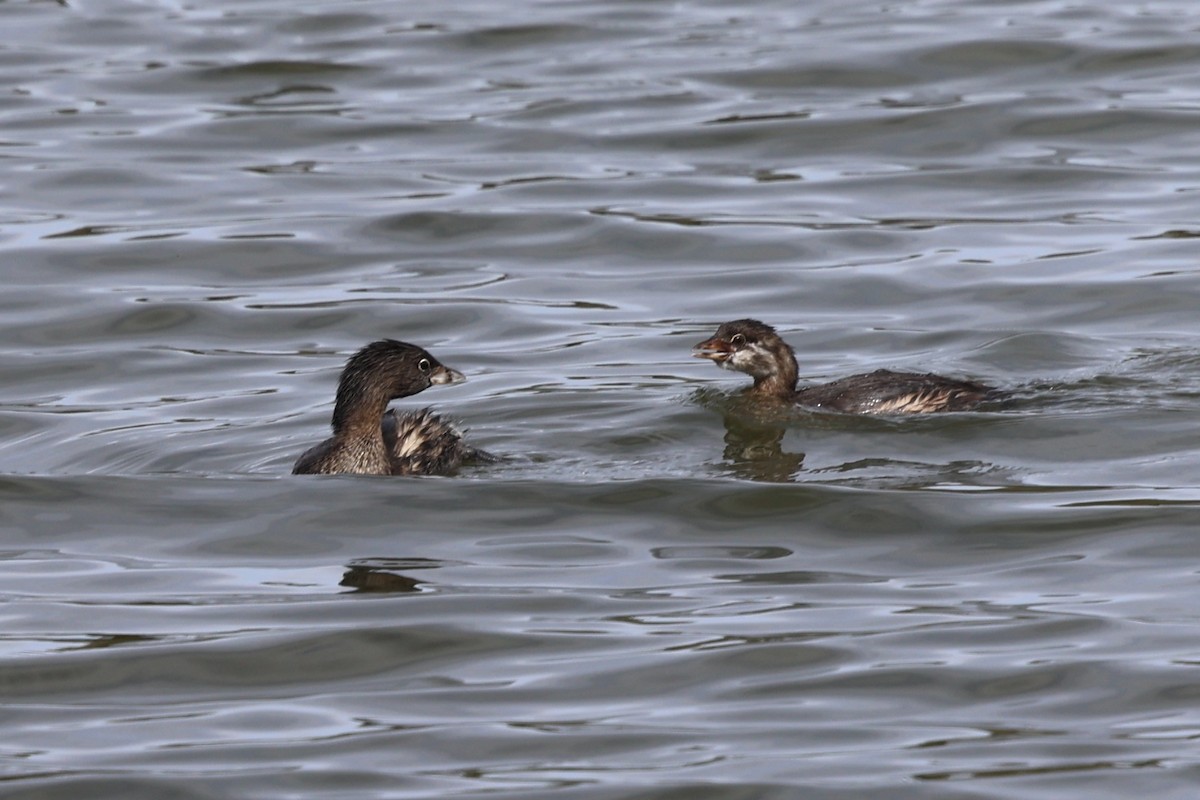 Pied-billed Grebe - ML642843105