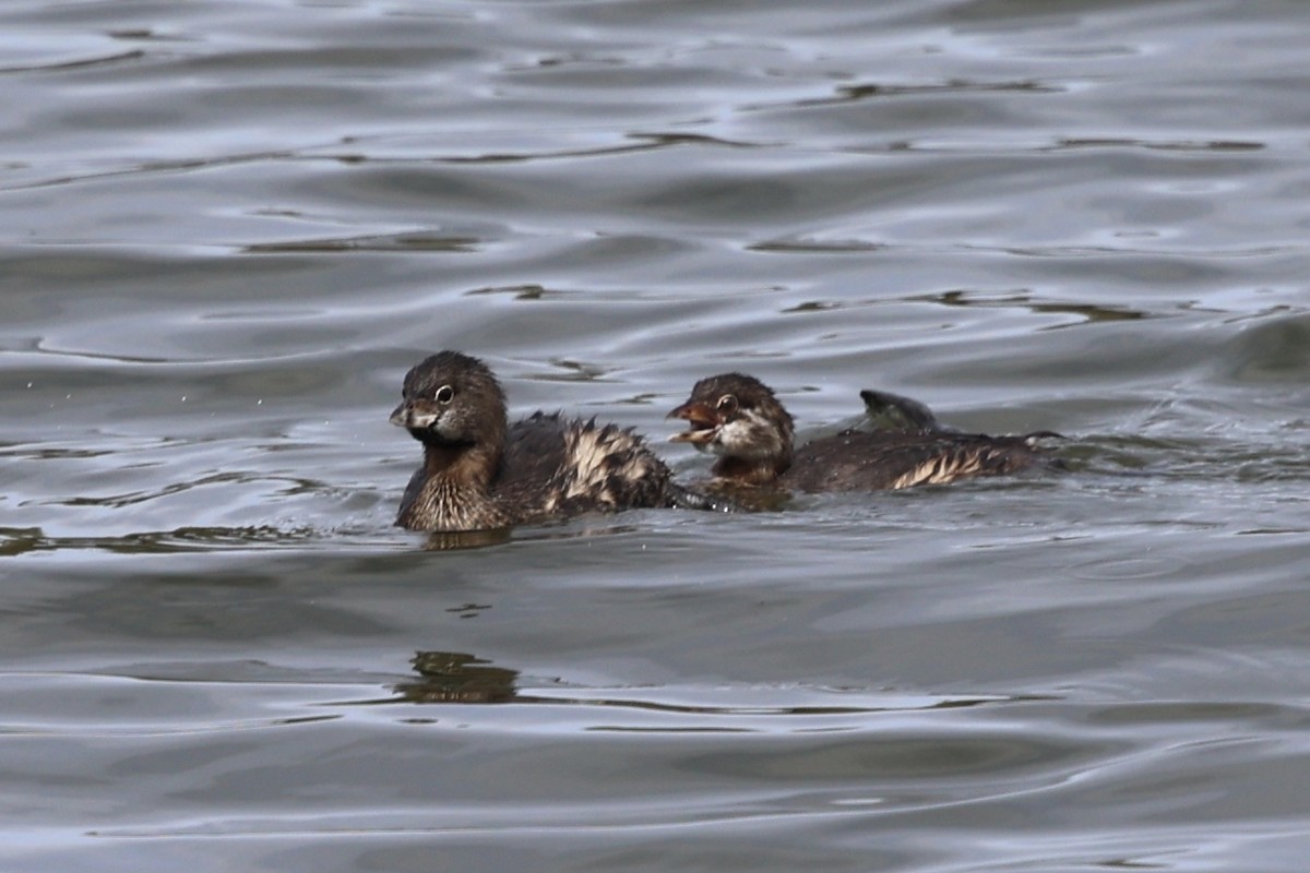 Pied-billed Grebe - ML642843106