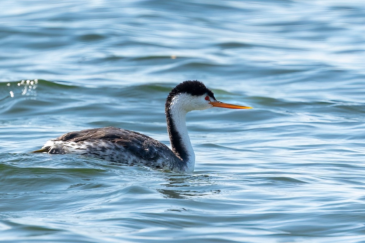 Clark's Grebe - ML642843108