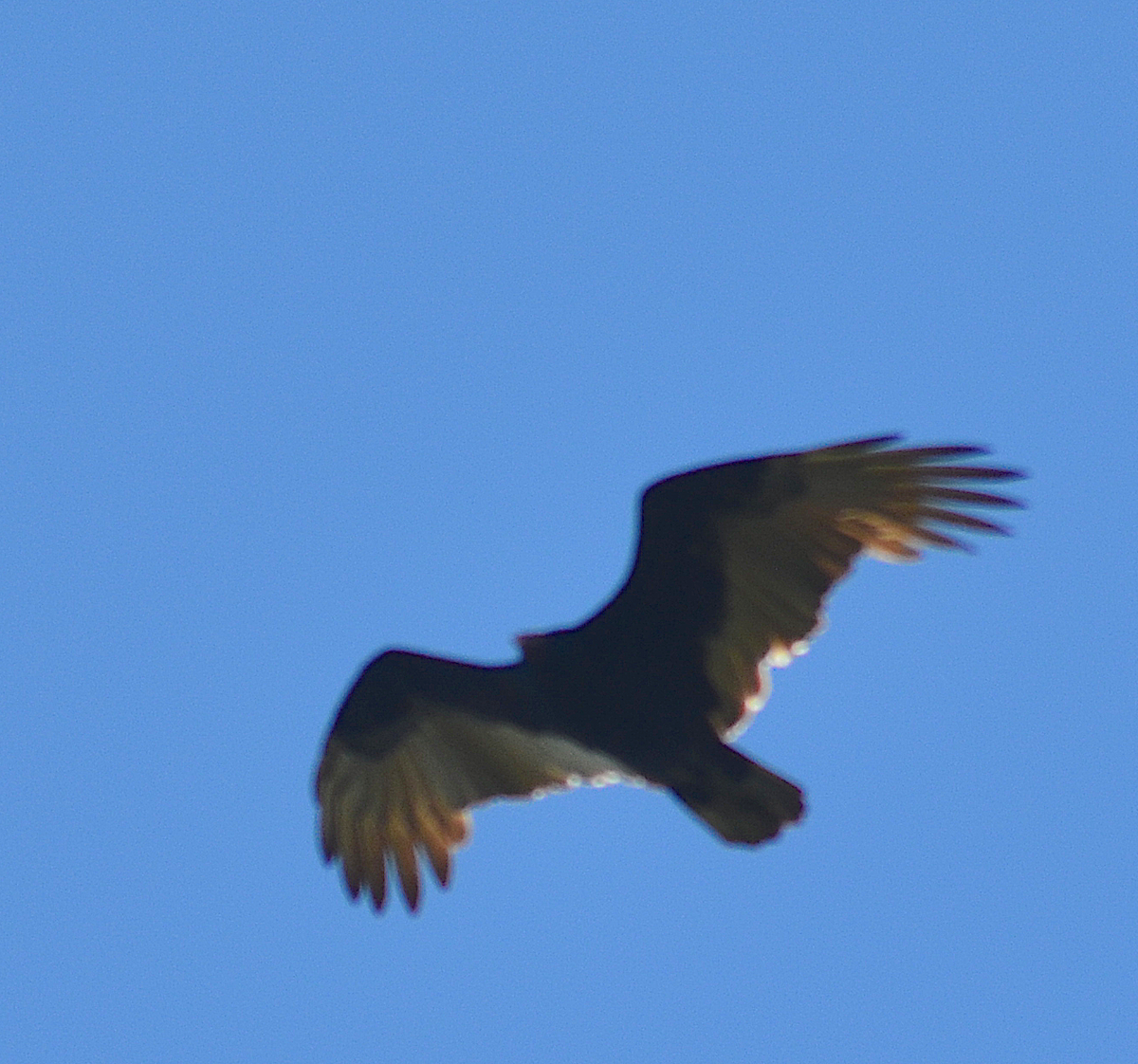 Turkey Vulture - ML642843113