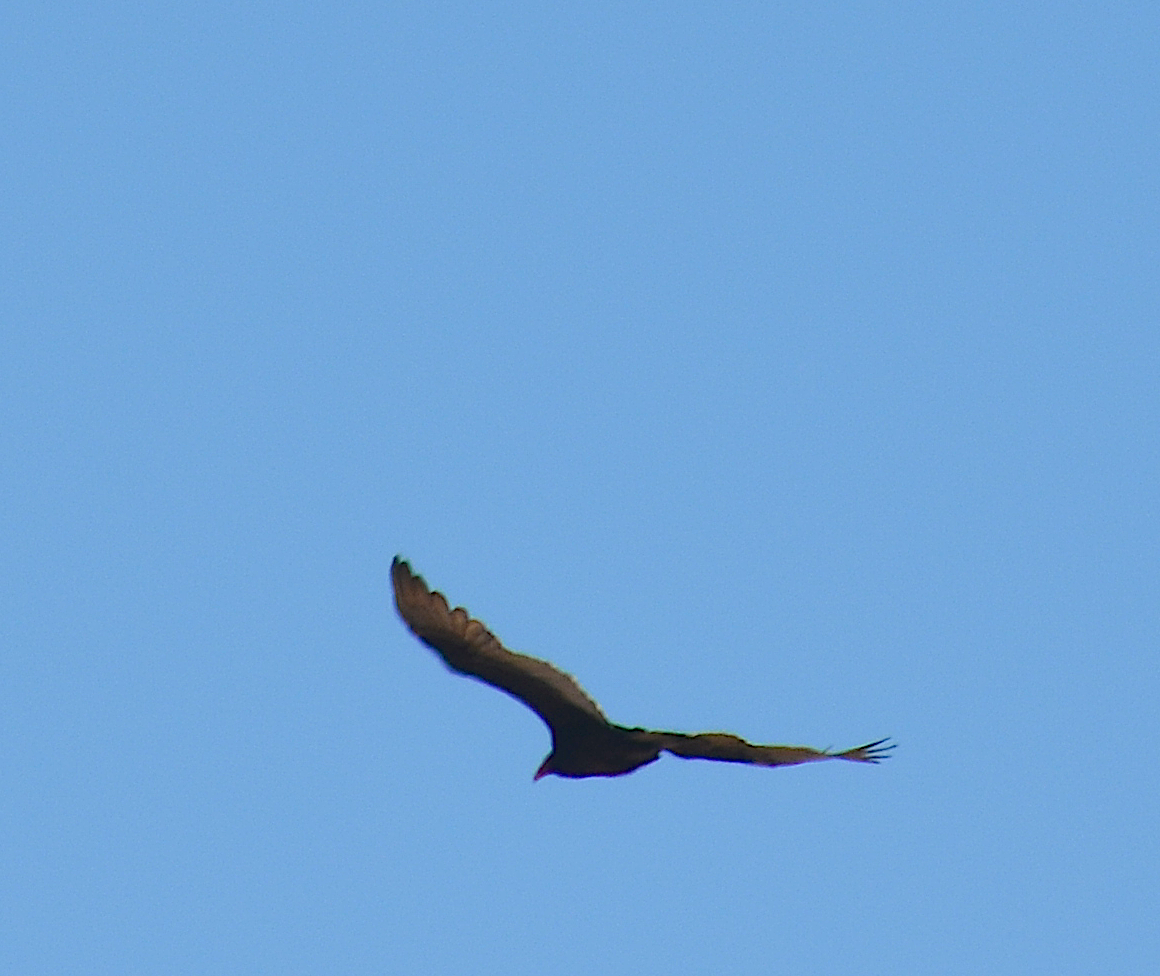 Turkey Vulture - ML642843114