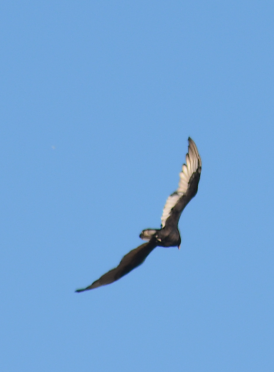 Turkey Vulture - ML642843115
