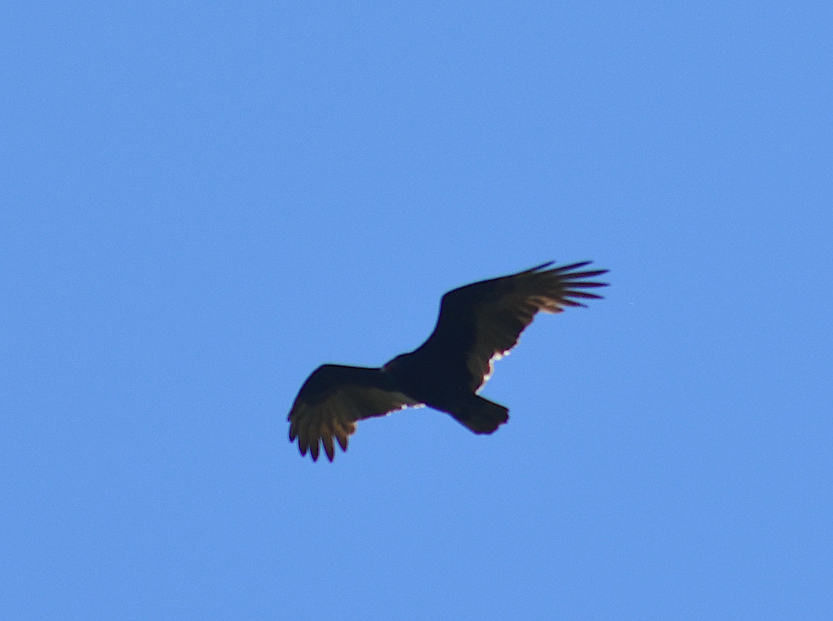 Turkey Vulture - ML642843116