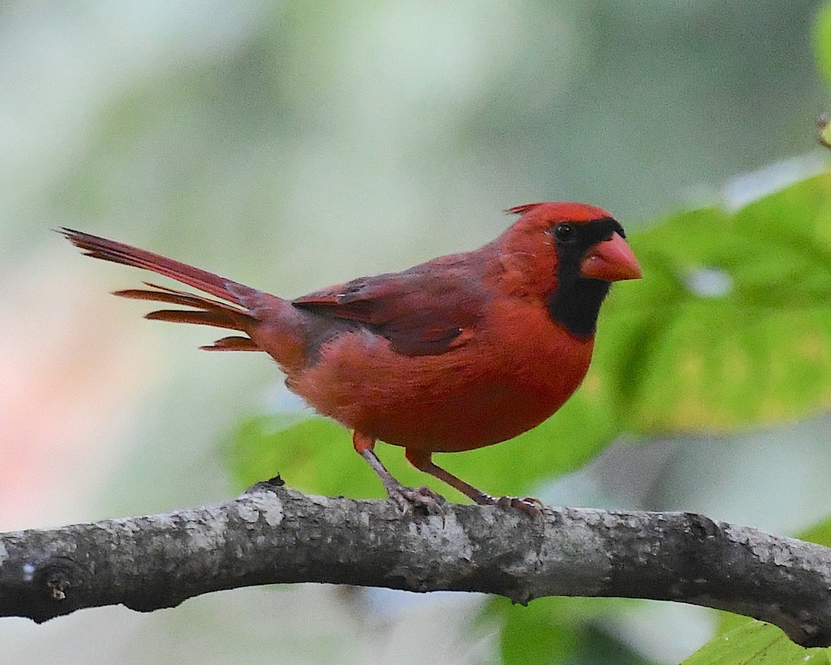 Northern Cardinal - ML642843117