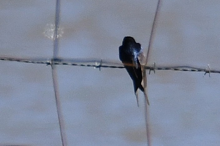 Welcome Swallow - ML642843118
