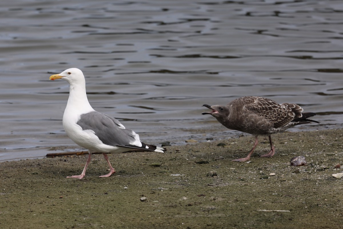 Western Gull - ML642843119