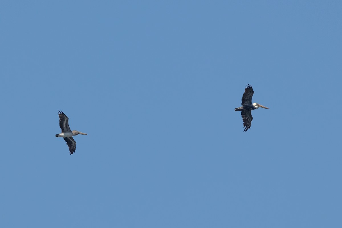 Brown Pelican - ML642843121