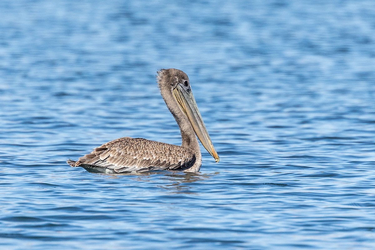Brown Pelican - ML642843122