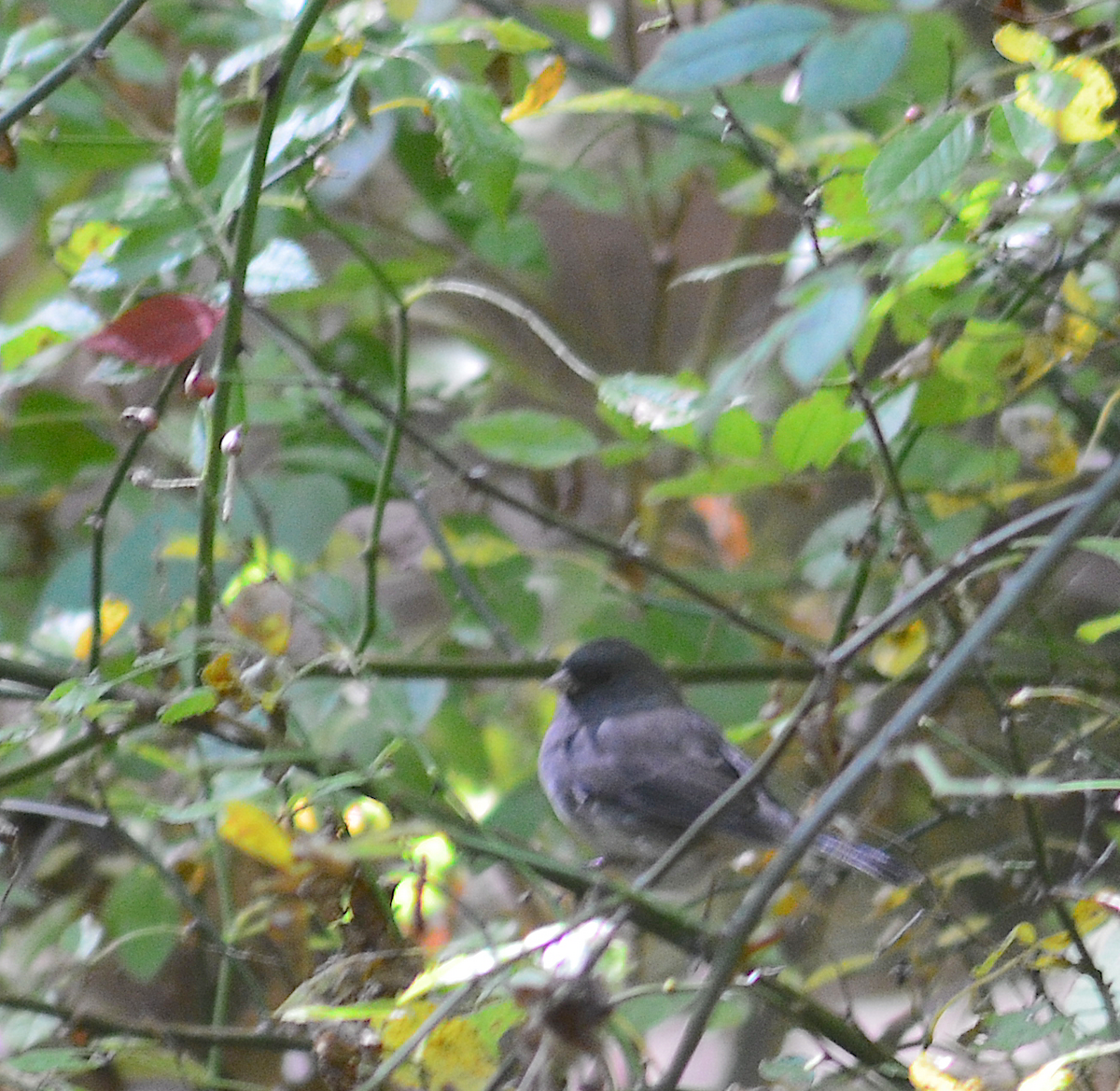 Dark-eyed Junco - ML642843123