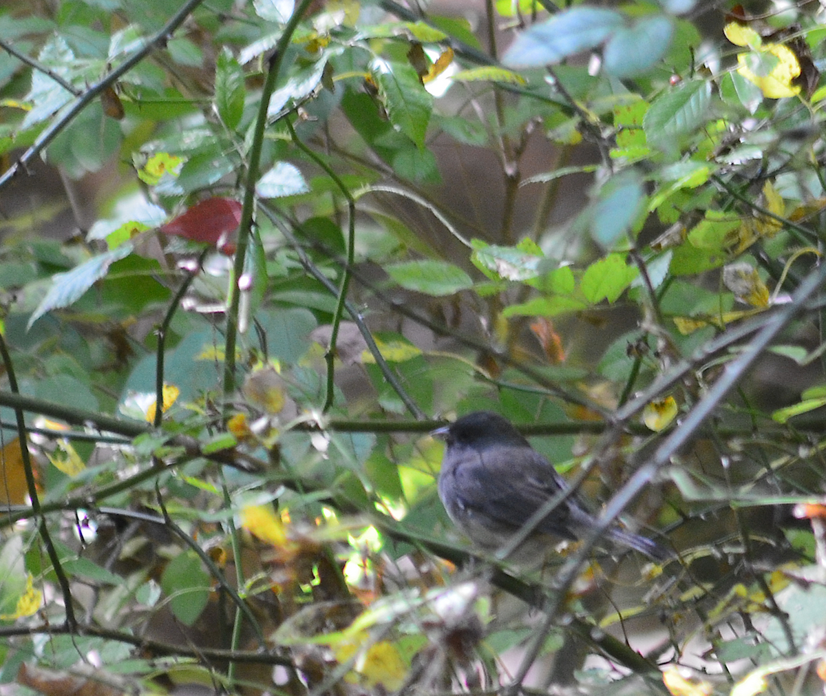 Dark-eyed Junco - ML642843124