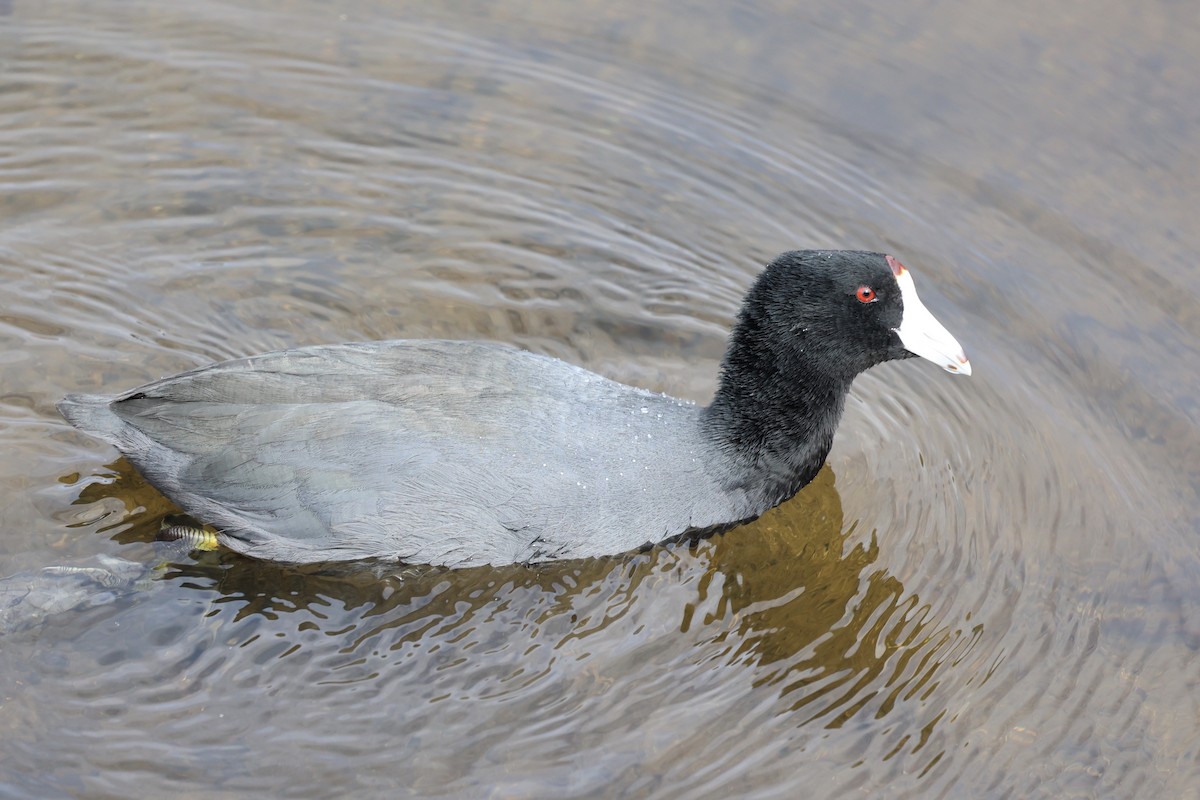 American Coot (Red-shielded) - ML642843127