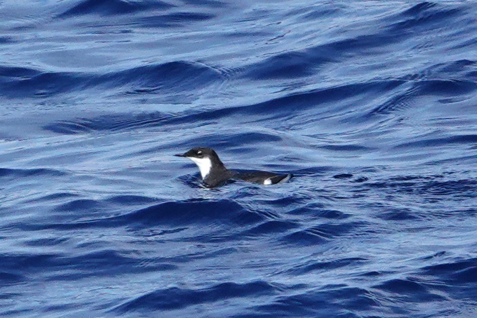 Craveri's Murrelet - ML642843130