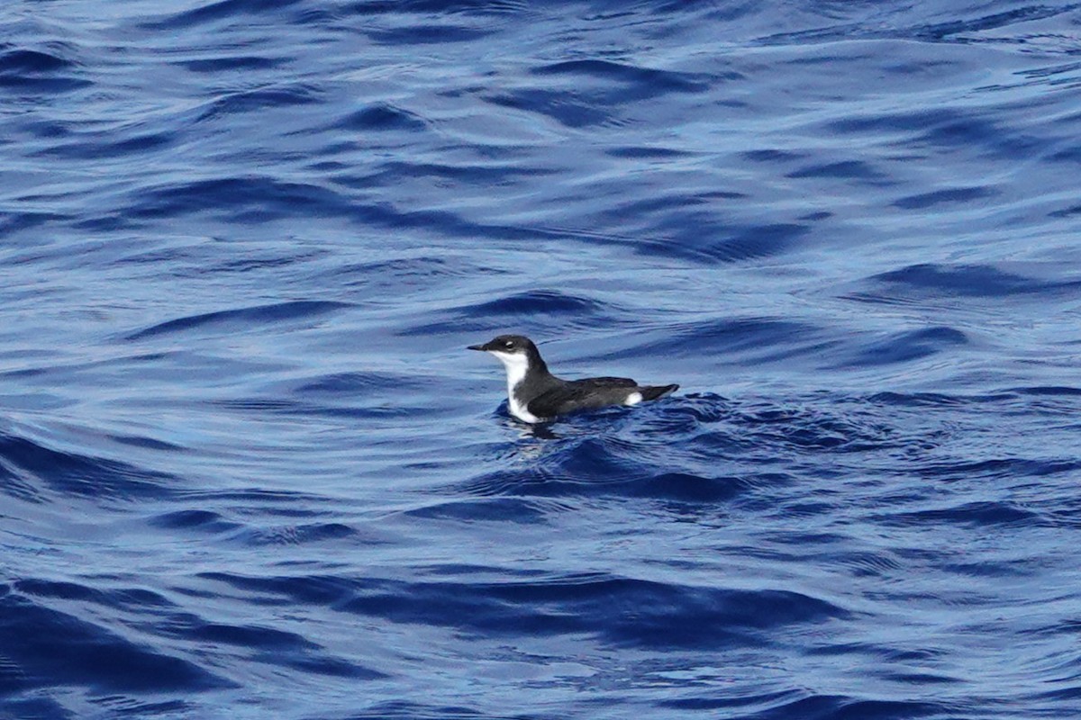 Craveri's Murrelet - ML642843131