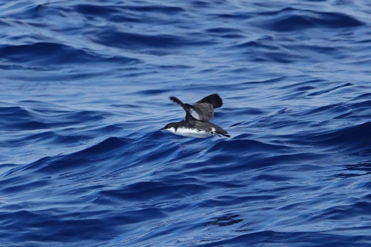 Craveri's Murrelet - ML642843132