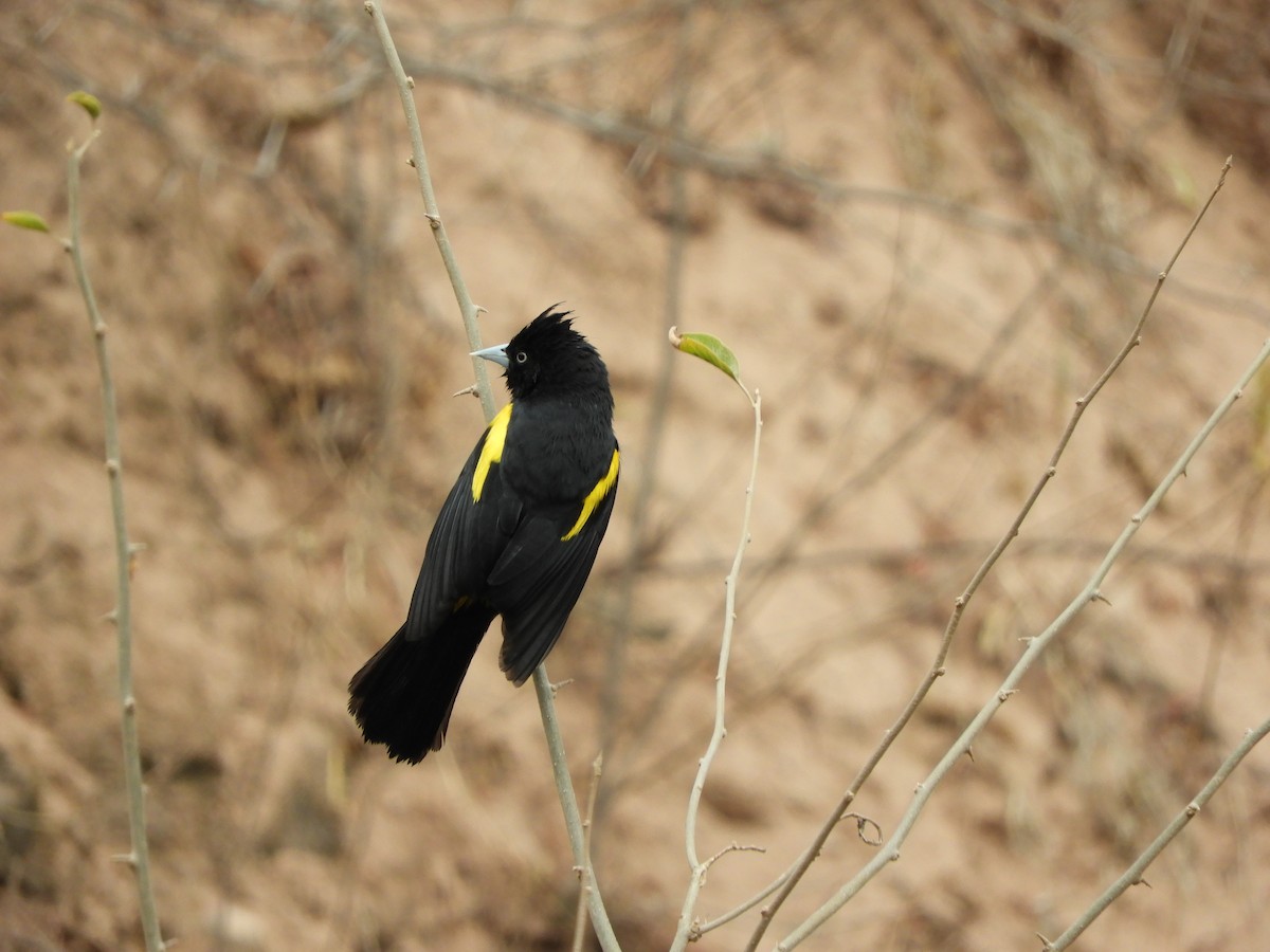 Golden-winged Cacique - ML642843140
