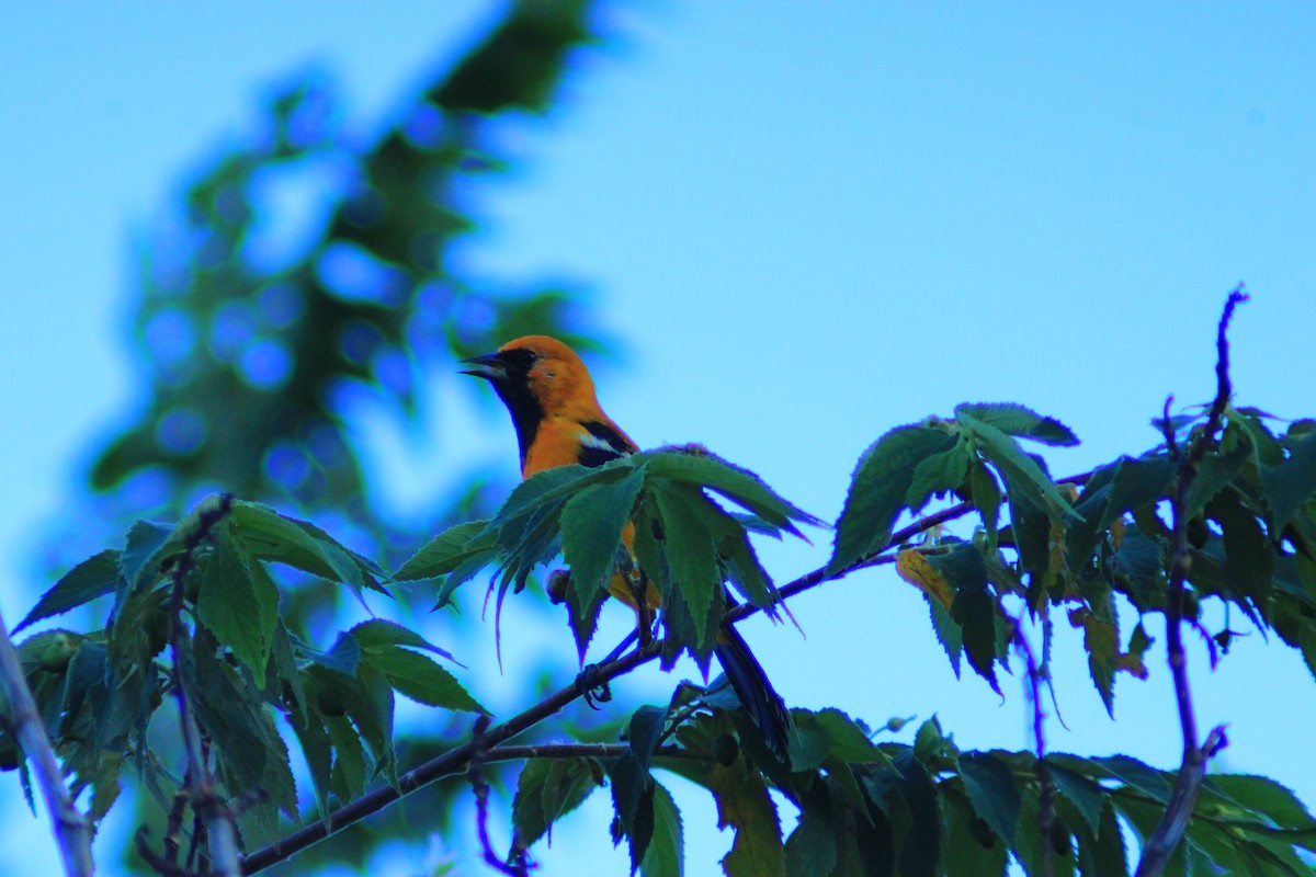 Orange Oriole - ML642843157