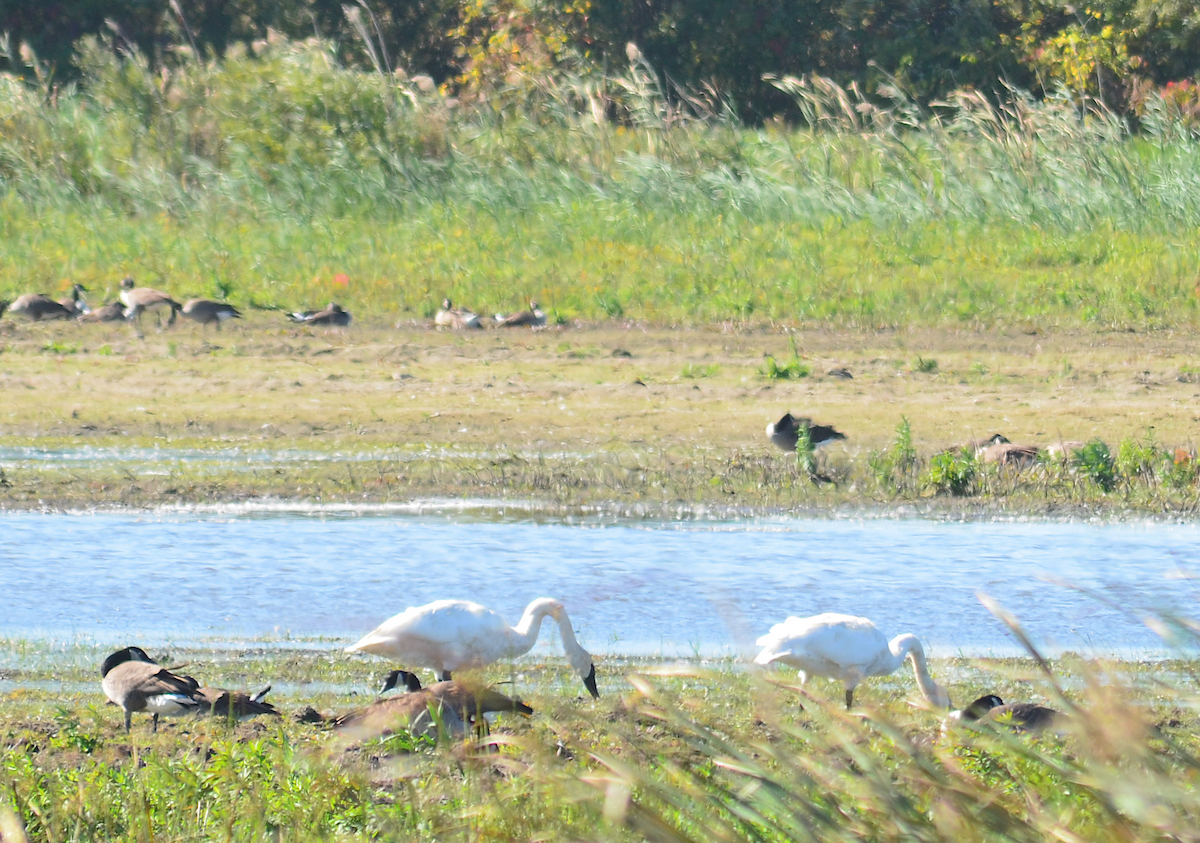 Cygne trompette - ML642843159