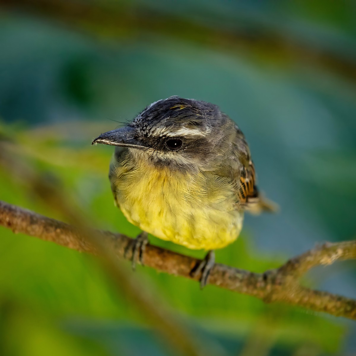 Golden-bellied Flycatcher - ML642843166