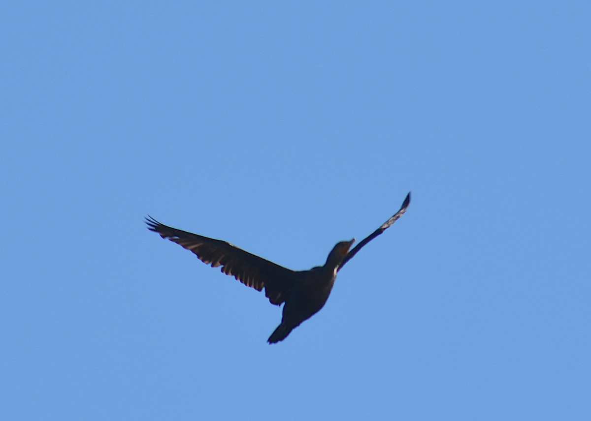 Cormoran à aigrettes - ML642843169