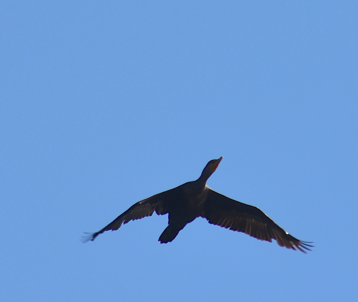 Cormoran à aigrettes - ML642843170