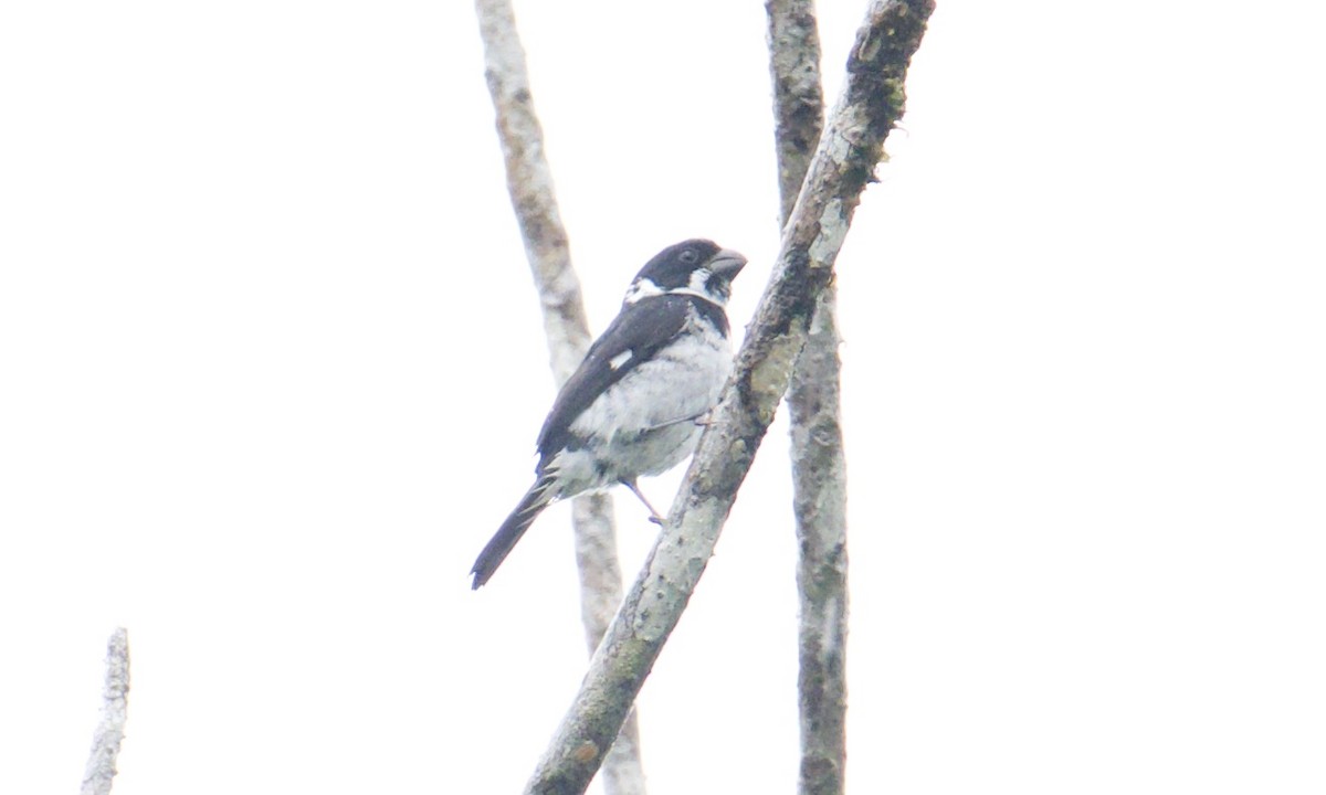カワリヒメウソ - ML642843183