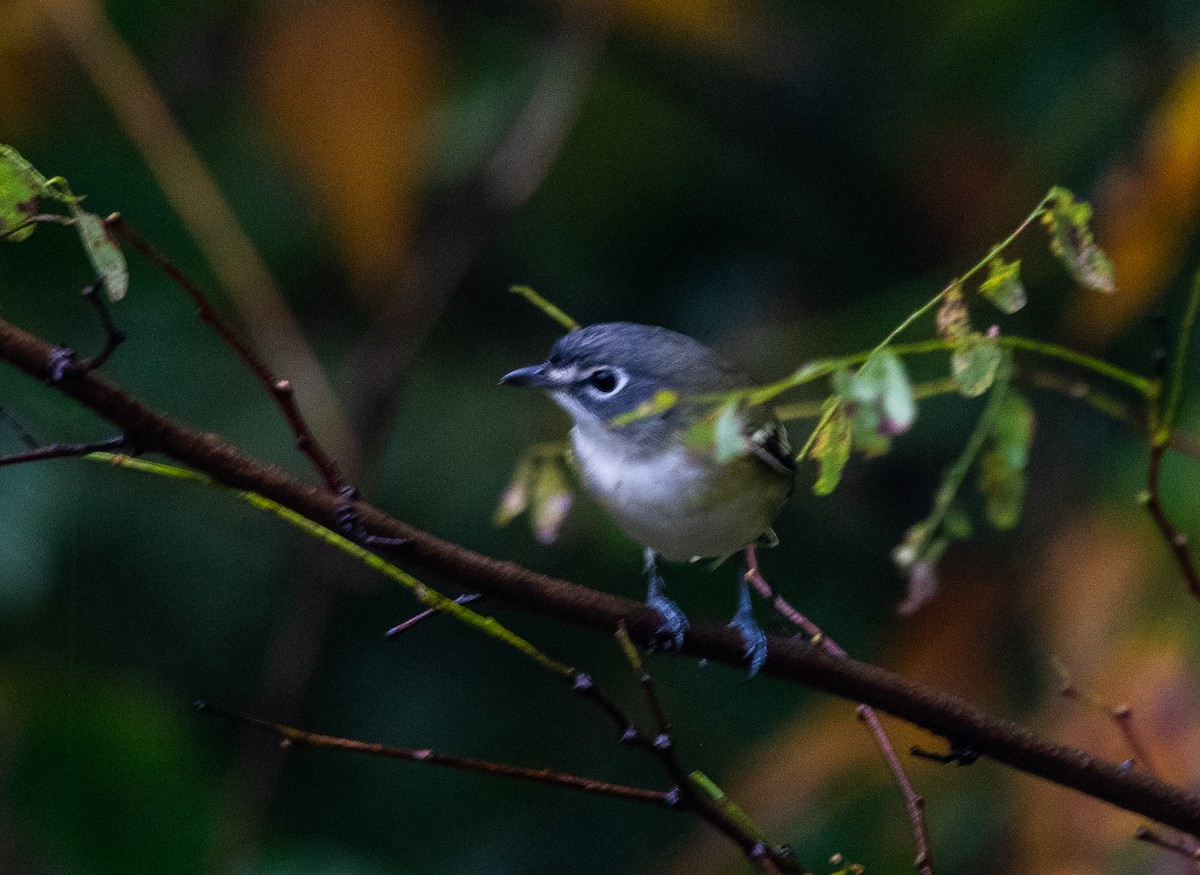 Blue-headed Vireo - ML642843225