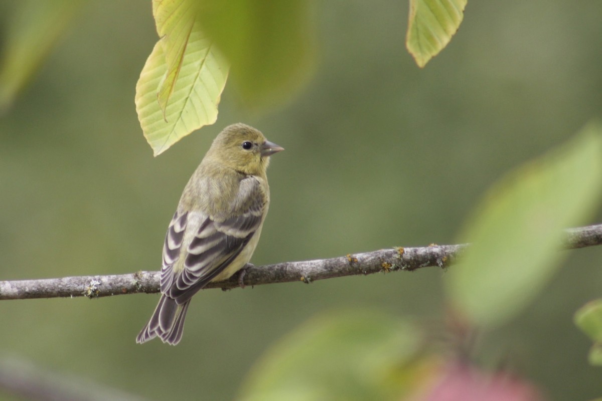 Lesser Goldfinch - ML642843230