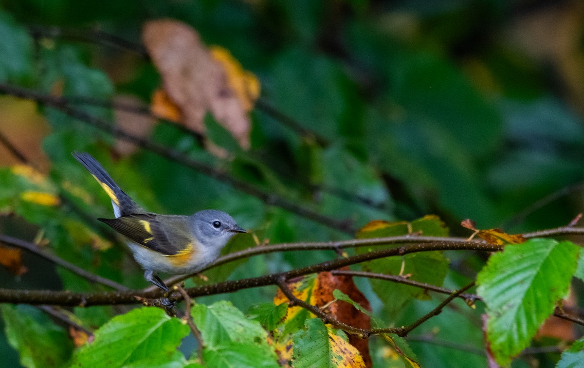 American Redstart - ML642843232