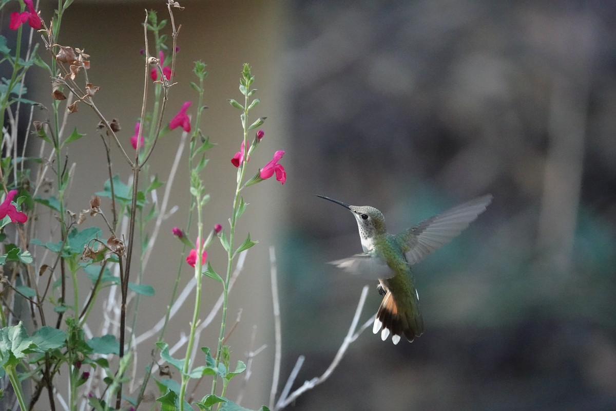 Broad-tailed Hummingbird - ML642843235