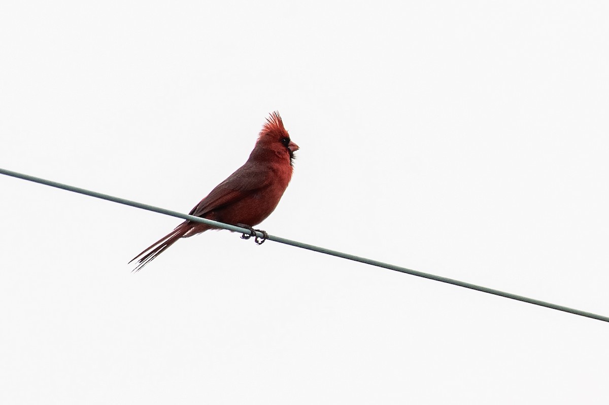 Northern Cardinal - ML642843236