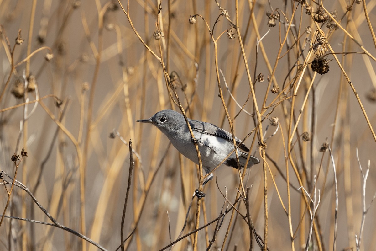 Blue-gray Gnatcatcher - ML642843238