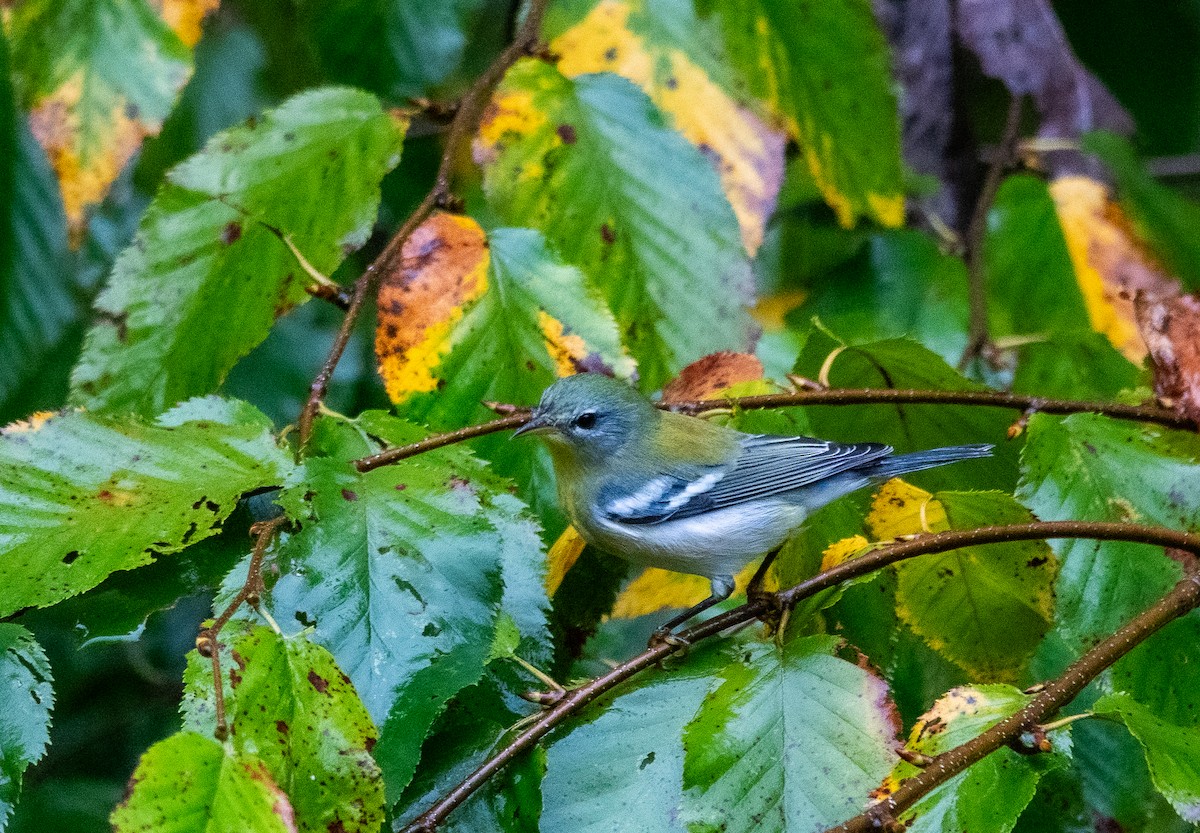 Northern Parula - ML642843239