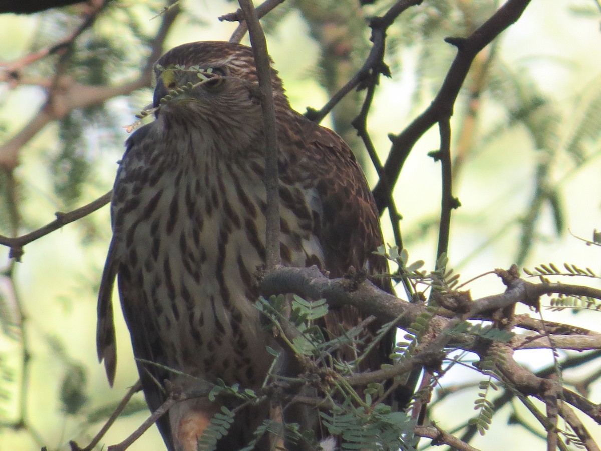 Cooper's Hawk - ML642843243